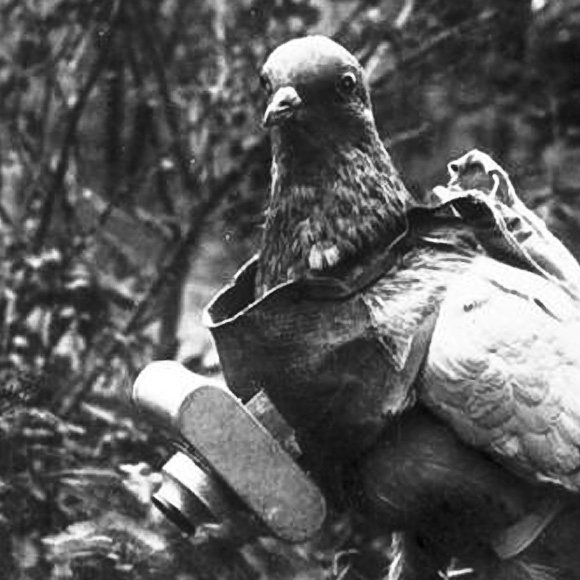 German spy pigeon WWI
