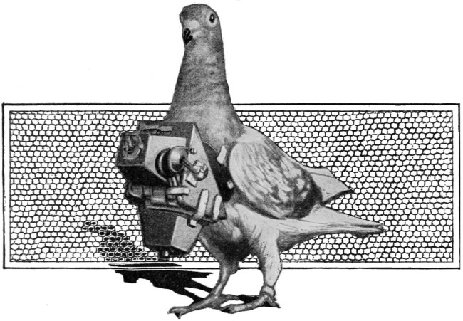 spy pigeon 1916