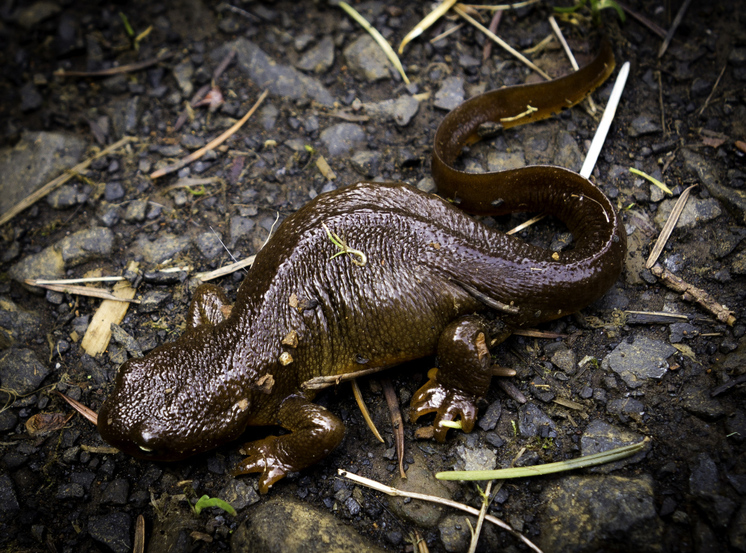 salamander on annual migration from forest floor to mating pool — Oregon old growth forest
