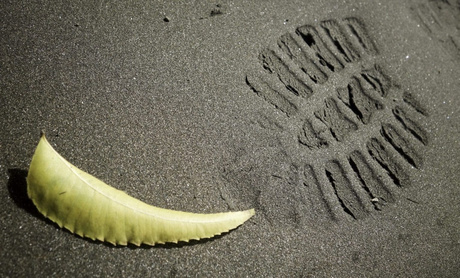 leaf & footprint leaf & footprint