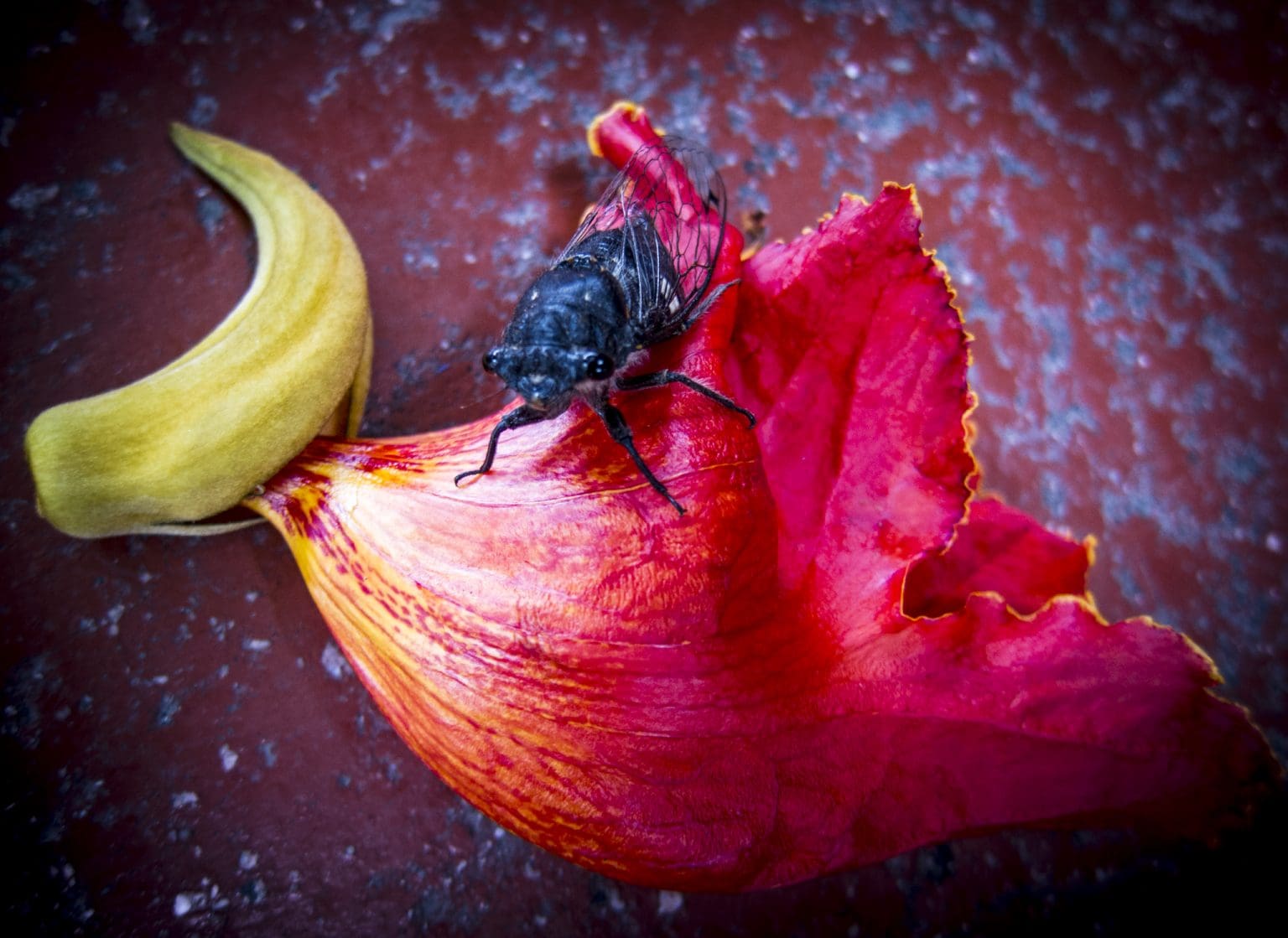 greetings (Oaxaca) greetings (Oaxaca)