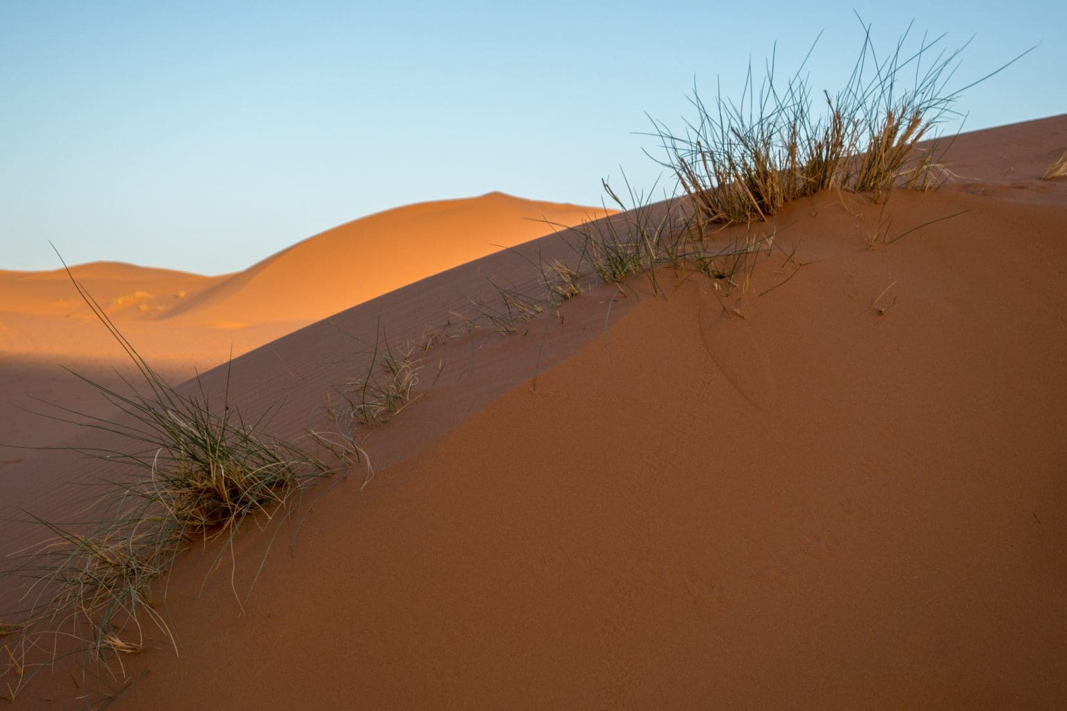 grass on dune