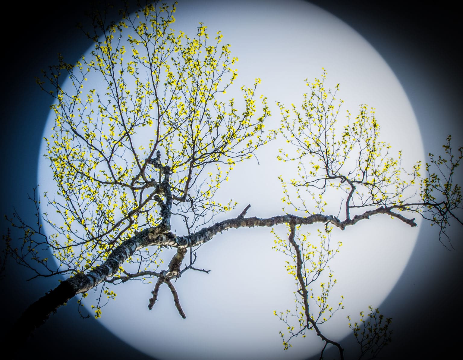 Bending Birch (New Leaves)