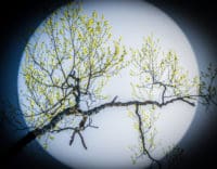 Bending Birch (New Leaves)