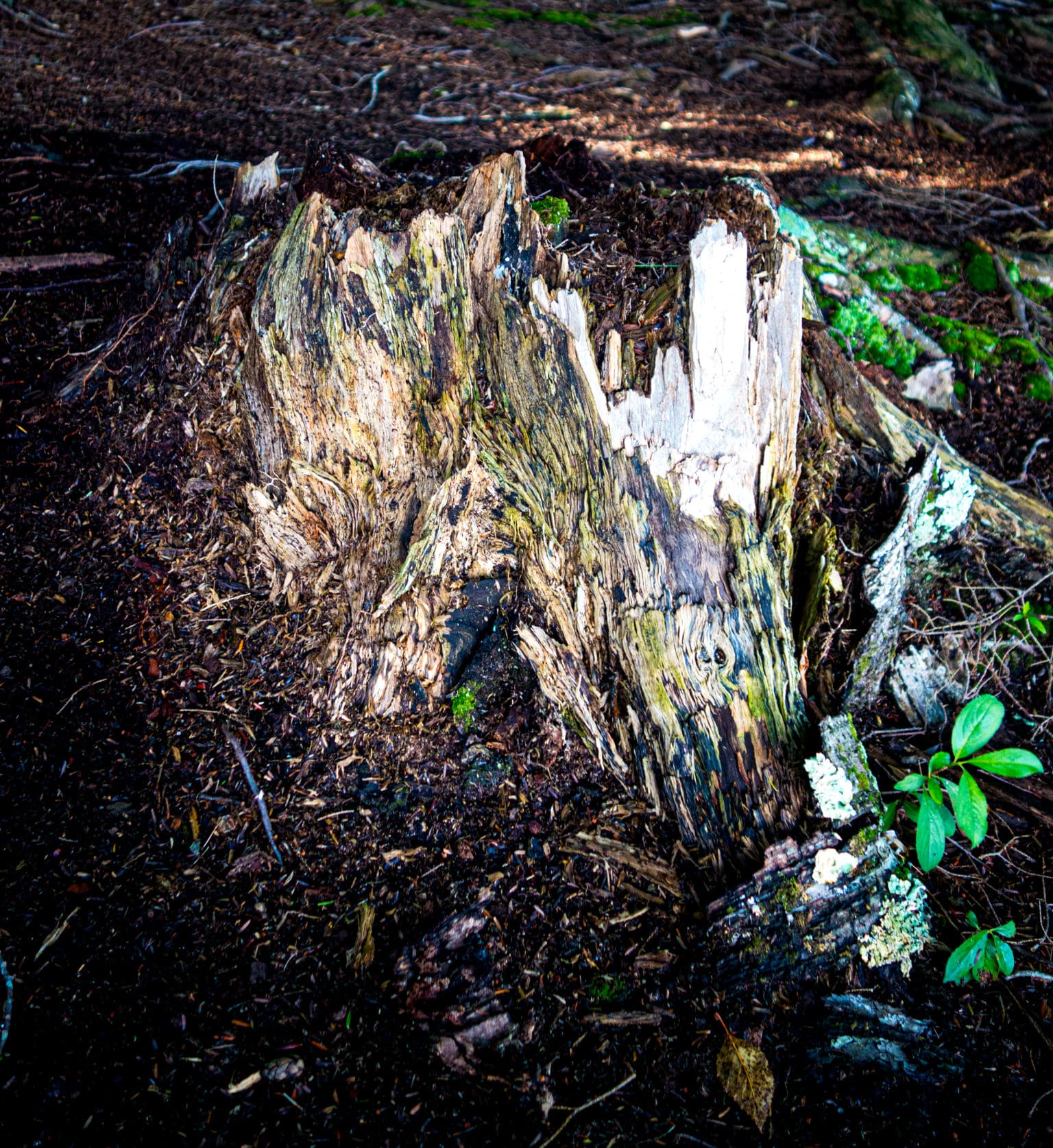 Stump