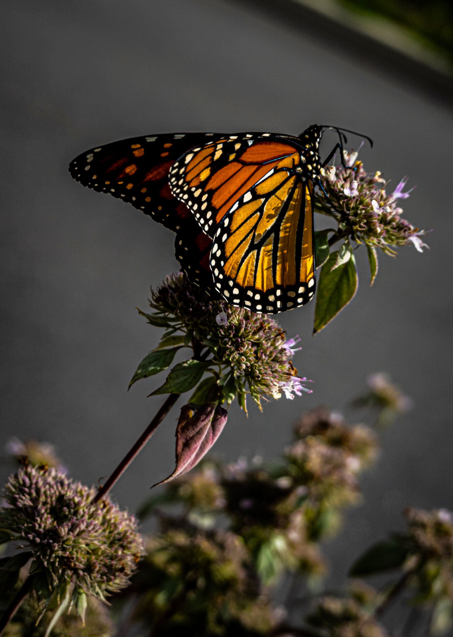 Migrating Monarch I
