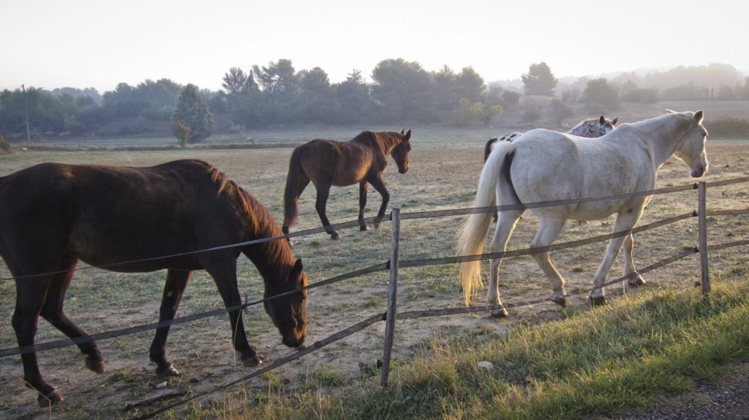 Horses (near Aix)
